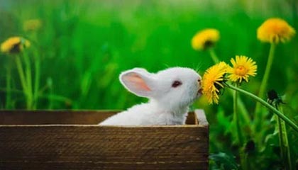 开云app官网下载问题-LCK:Doran阿卡丽落地收割双杀,T1小龙团1换3大胜HLE